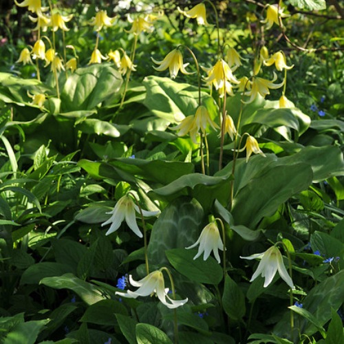 Flerblommig hundtandslilja 'White Beauty'