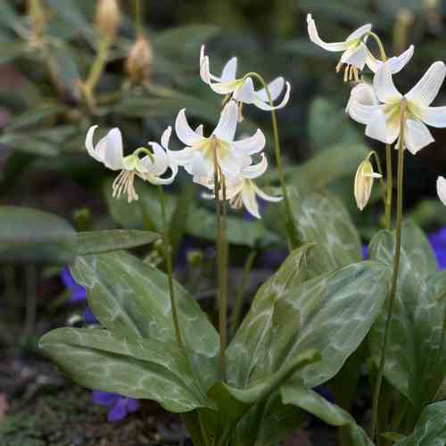 Tähtikoiranhammas 'White Beauty'