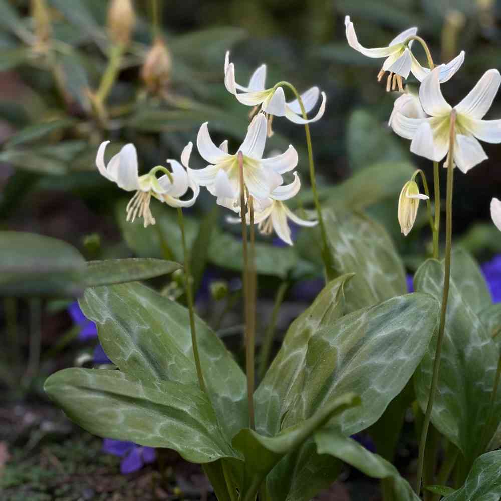 Flerblommig hundtandslilja 'White Beauty'