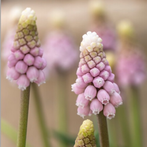 Pärlhyacint 'Pink Sunrise'