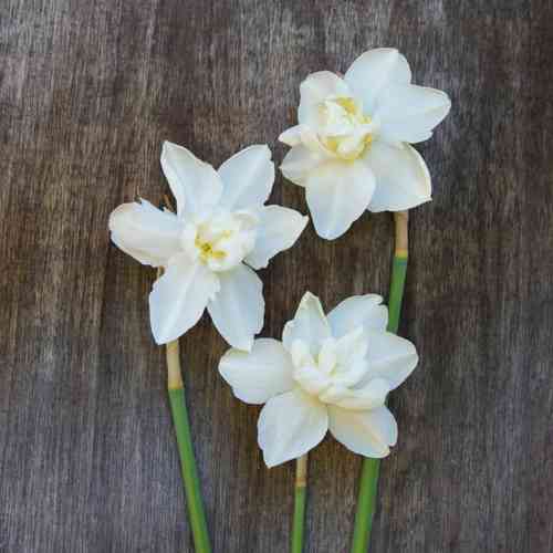 Valkonarsissi 'Albus Plenus Odoratus'