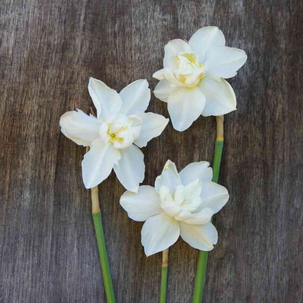 Pingstlilja 'Albus Plenus Odoratus'