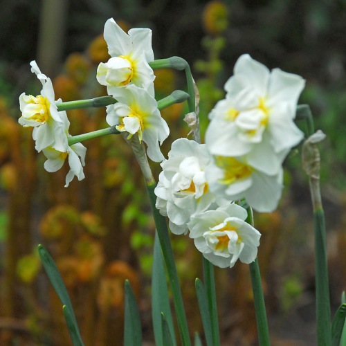Bukettnarciss 'Cheerfulness'