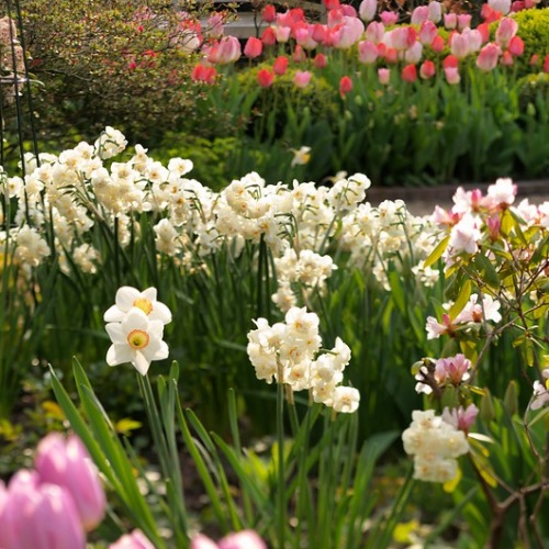 Bukettnarciss 'Cheerfulness'