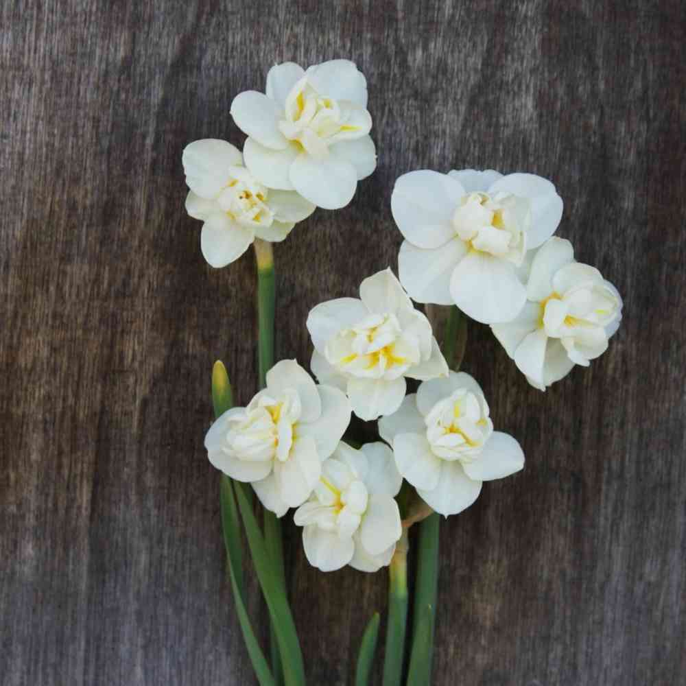 Bukettnarciss 'Cheerfulness'