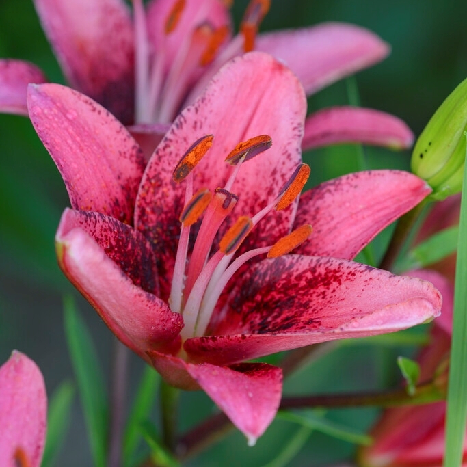 Lilja 'Purple Dream'