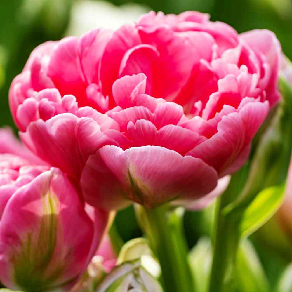 Tulppaani 'Anne Fleur'