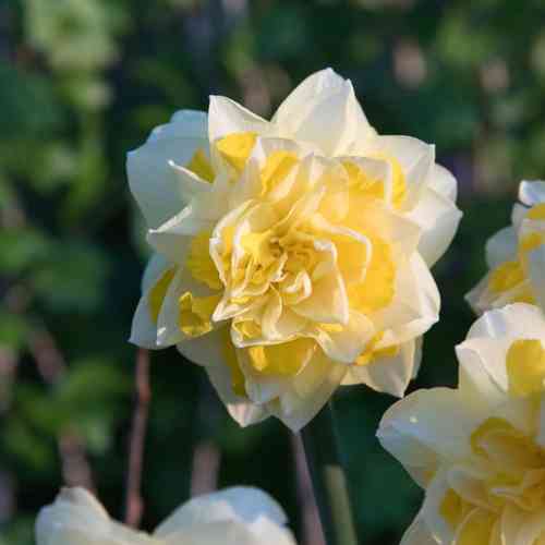 Narciss 'Sweet Pomponette'