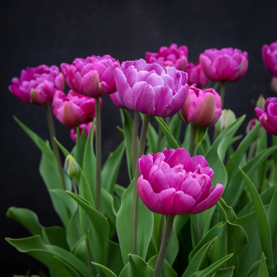 Tulpan 'Blue Diamond'