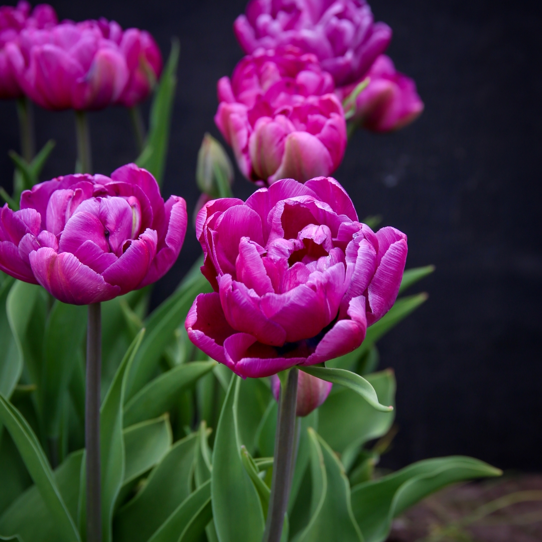 Tulpan 'Blue Diamond'