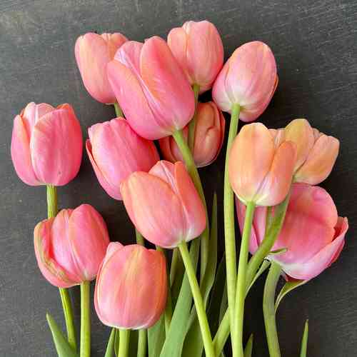 Tulppaani 'Menton'