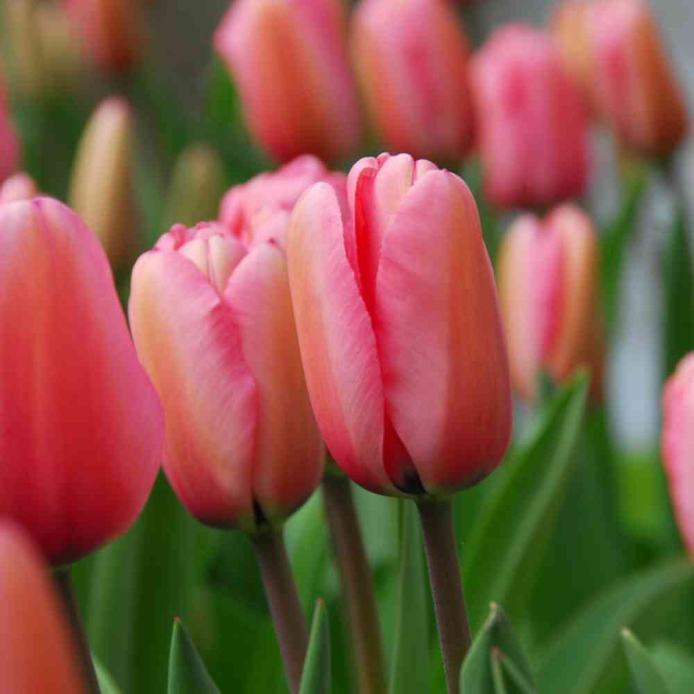 Darwinhybridtulpan 'Pink Impression' 20 st