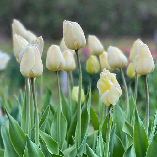 Darwinhybriditulppaani 'Ivory Floradale'