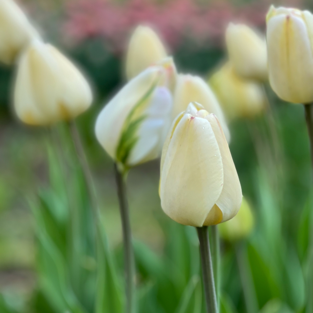 Darwinhybridtulpan 'Ivory Floradale'