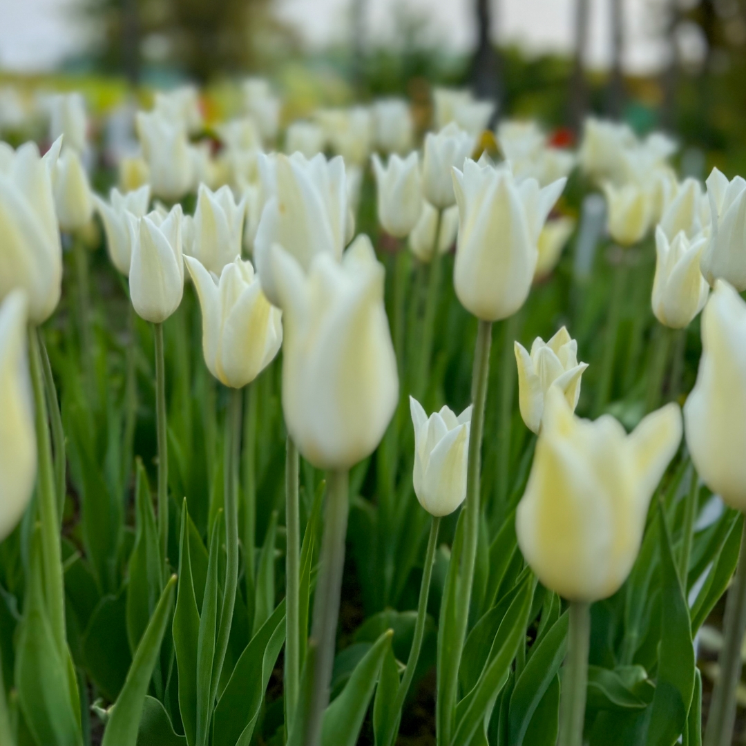 Liljetulpan 'White Triumphator'