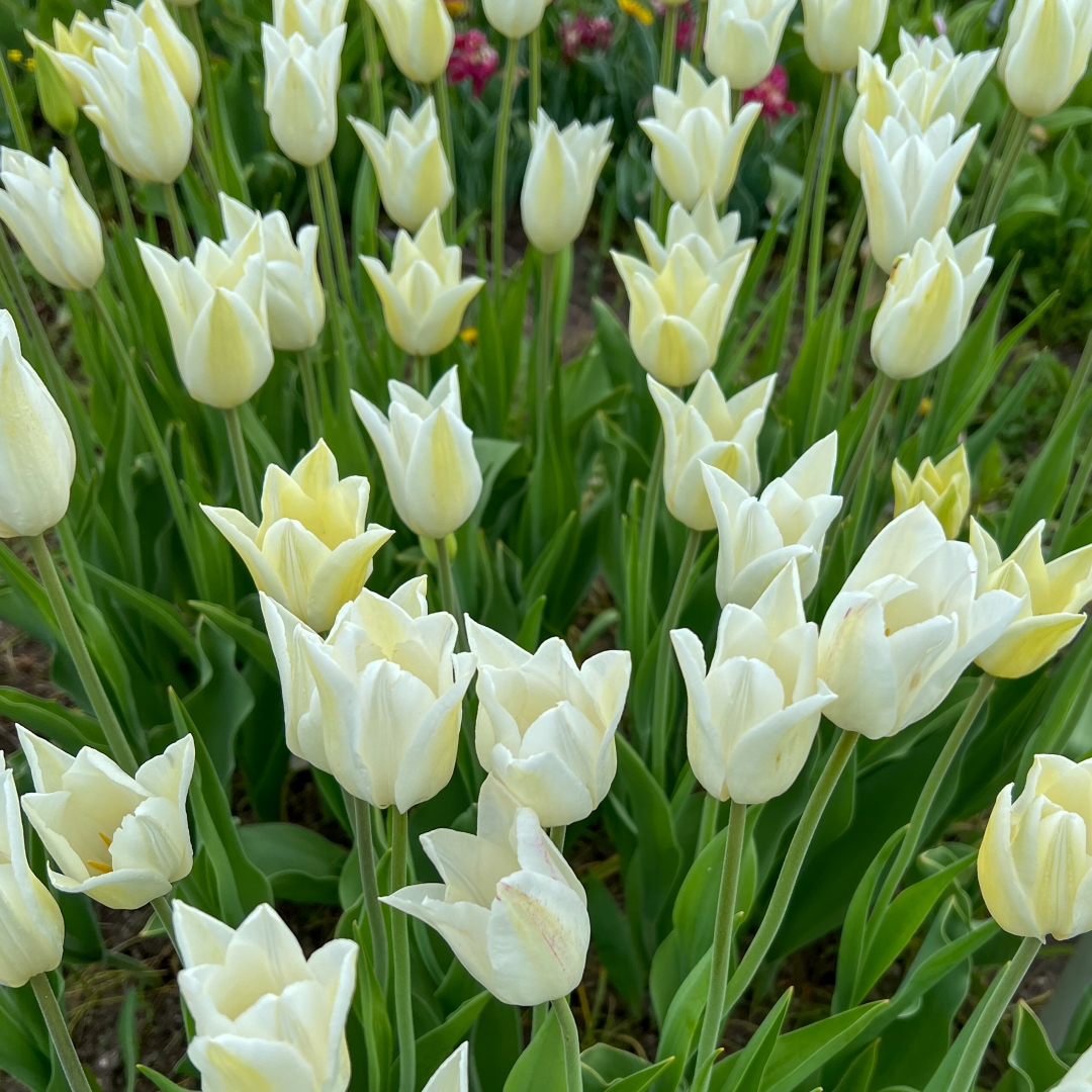 Liljetulpan 'White Triumphator'