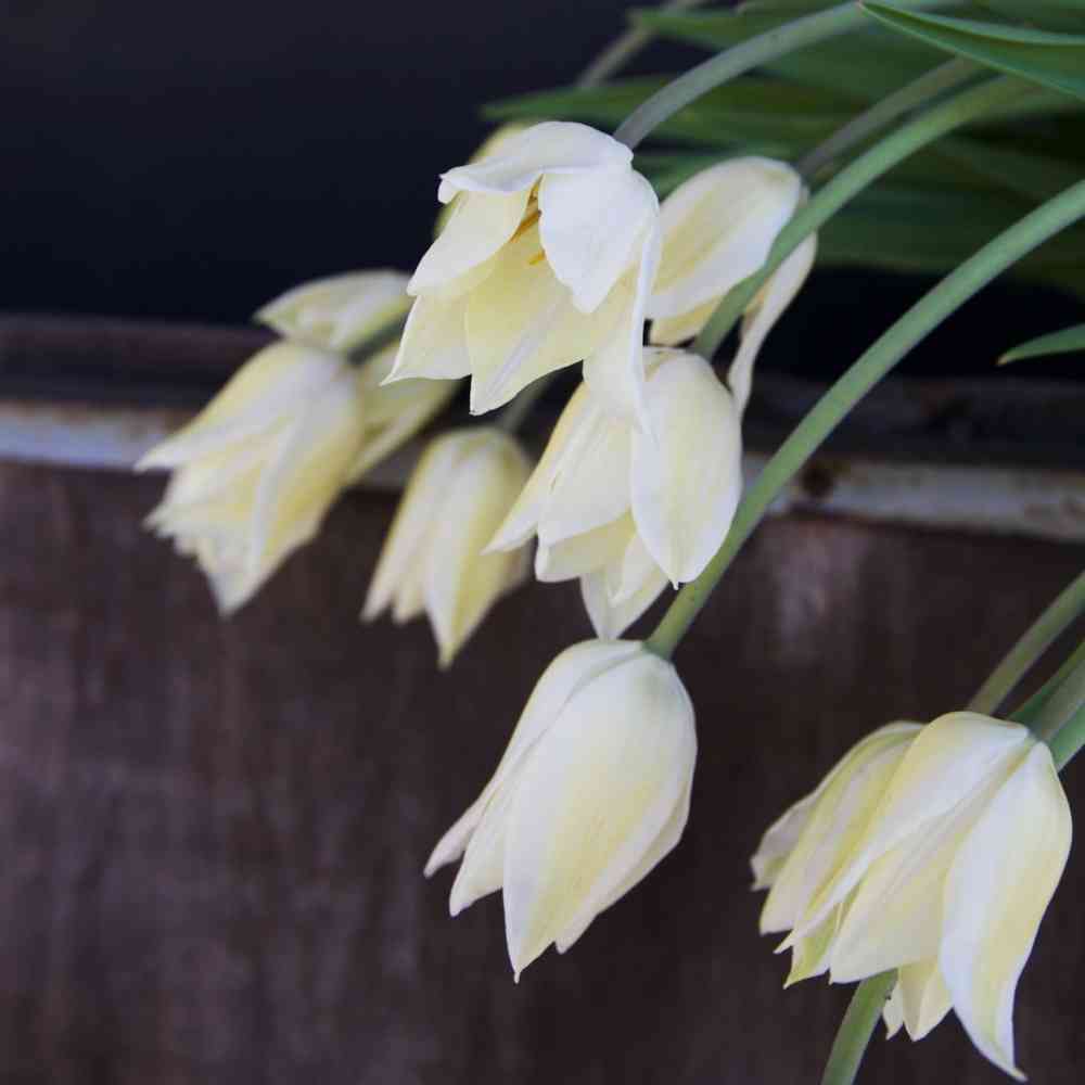 Liljetulpan 'White Triumphator'