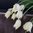 Liljatulppaani 'White Triumphator'