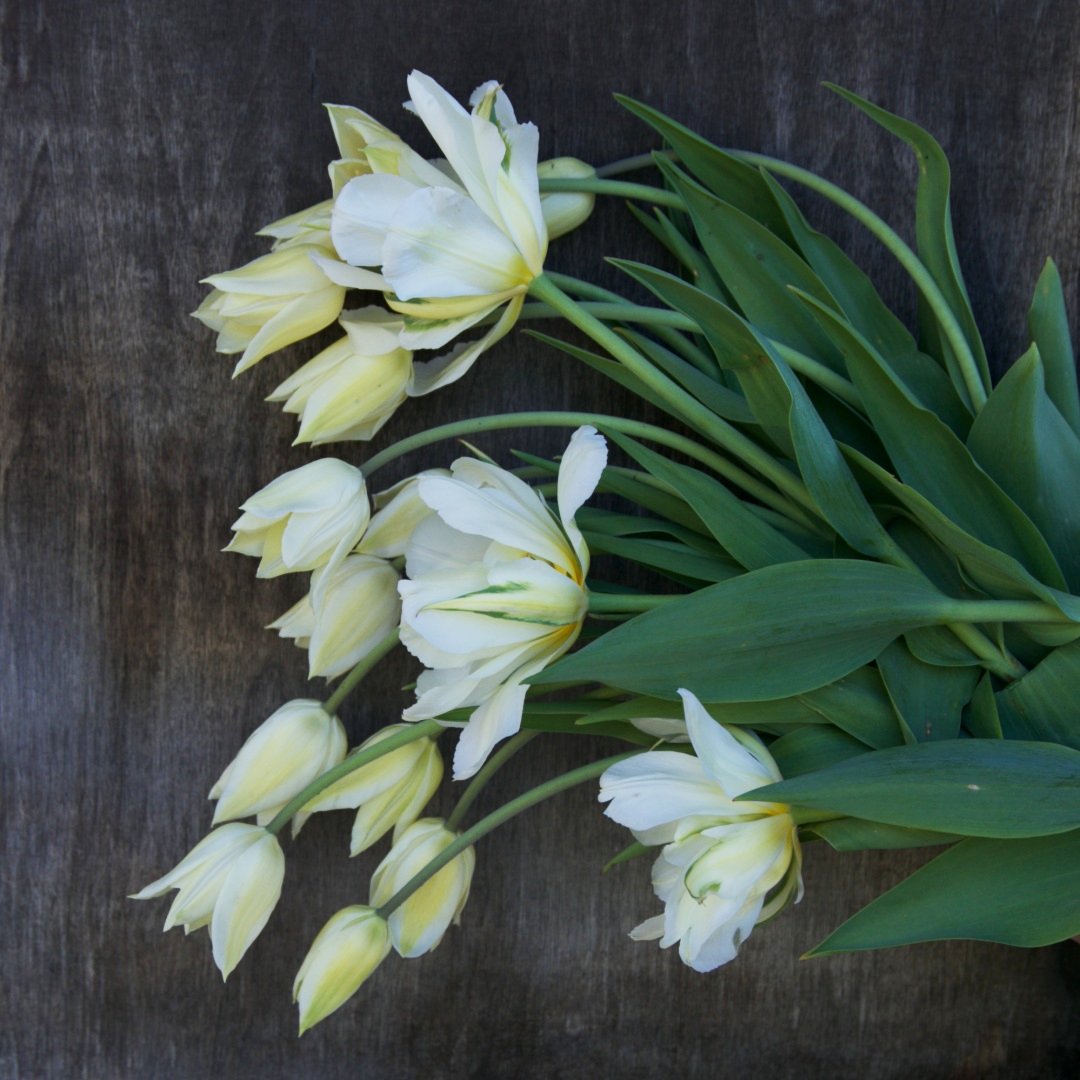 Liljetulpan 'White Triumphator'