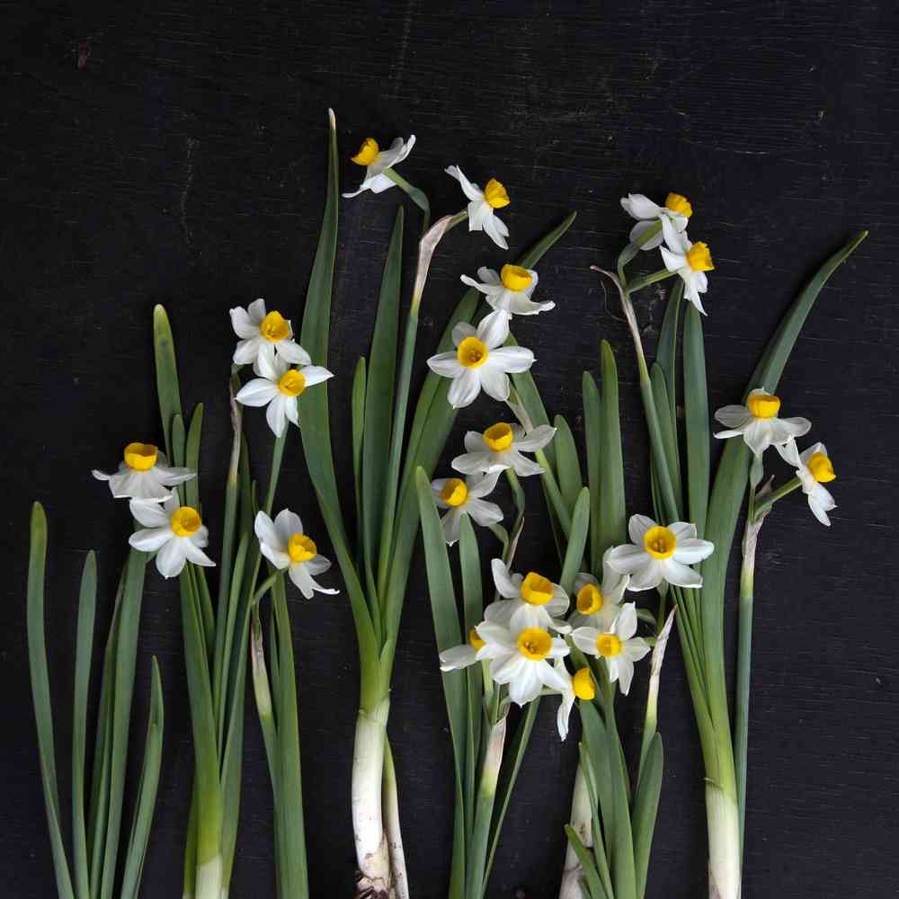 Narciss 'Avalanche'