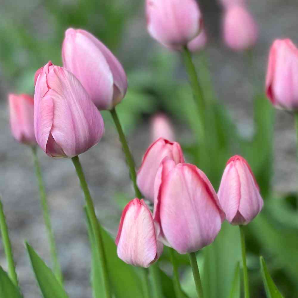 Darwinhybridtulpan 'Salmon van Eijk'