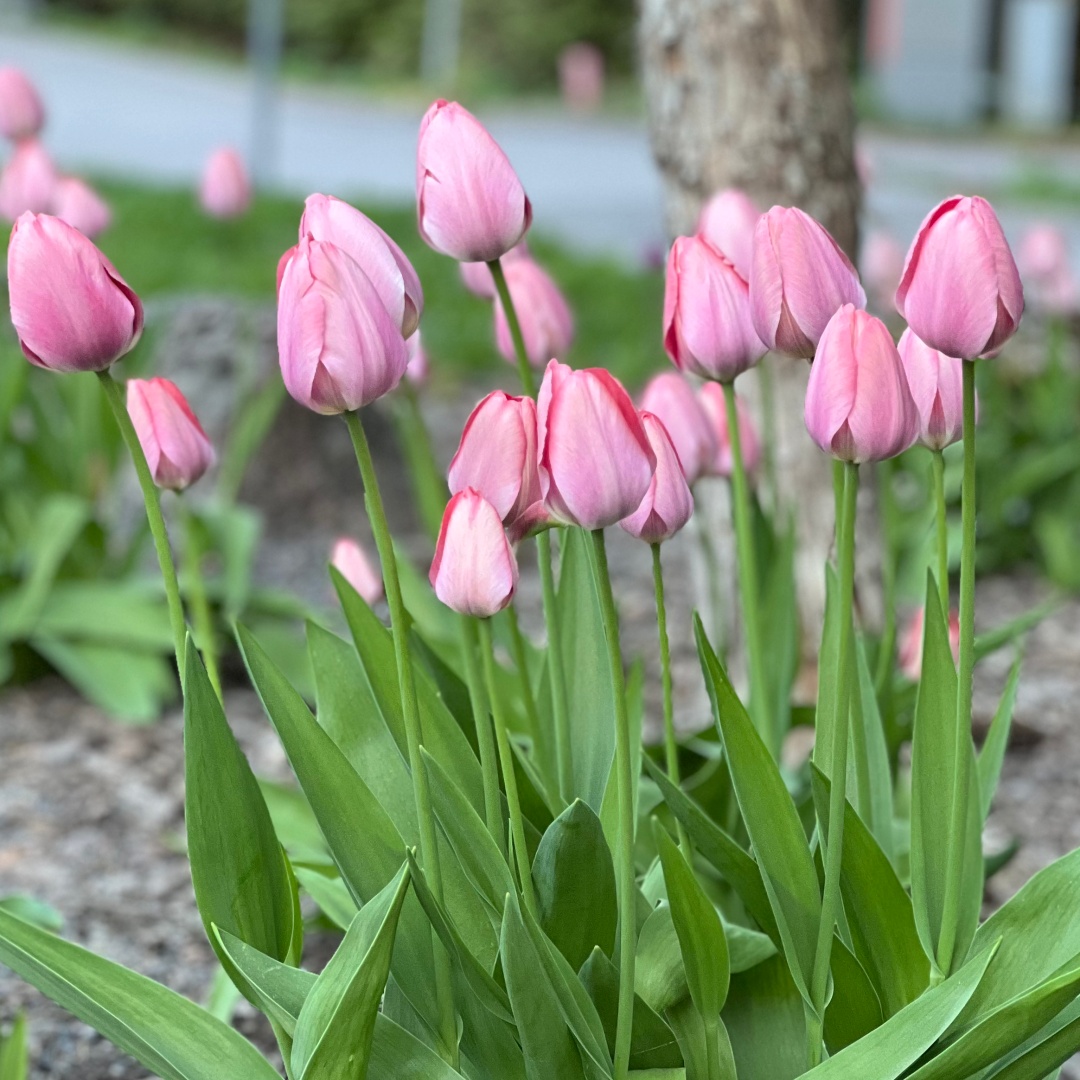 Darwinhybridtulpan 'Salmon van Eijk'