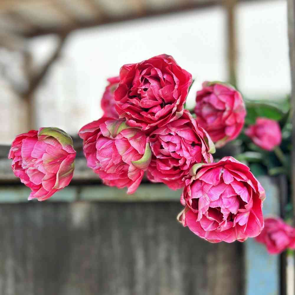 Tulpan 'Amazing Grace'