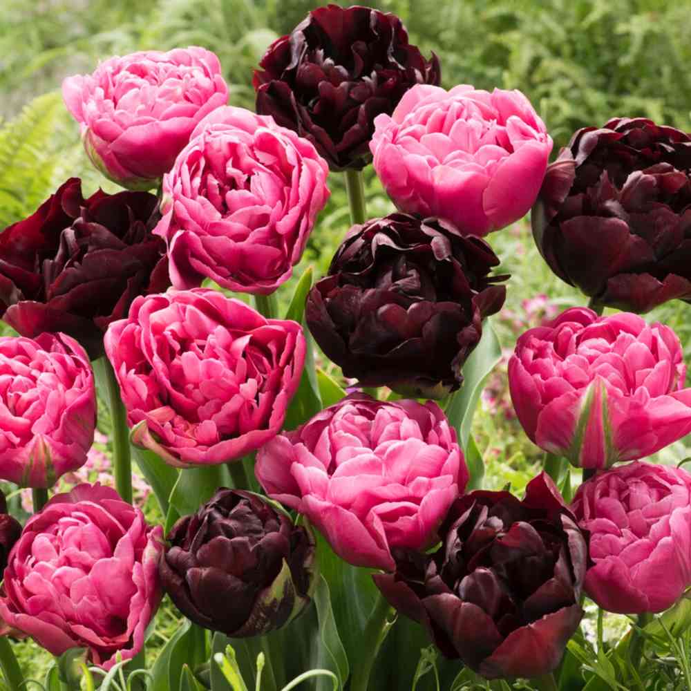Tulpan 'Palmyra'
