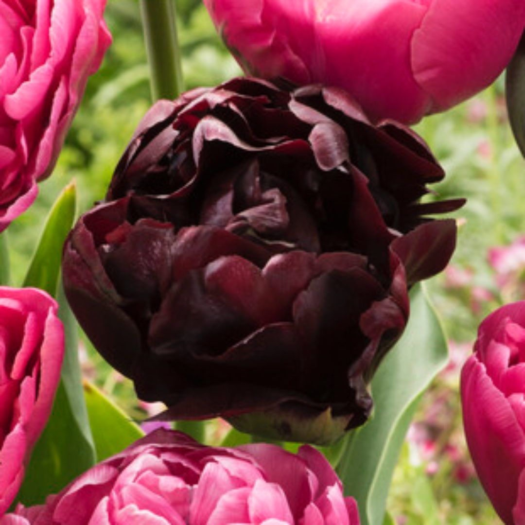 Tulpan 'Palmyra'