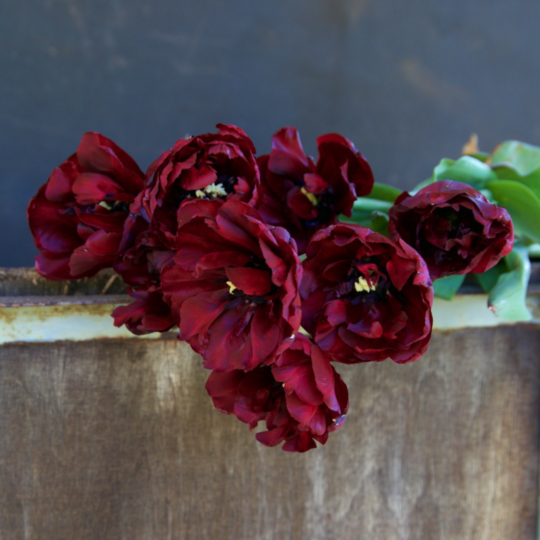 Tulpan 'Palmyra'