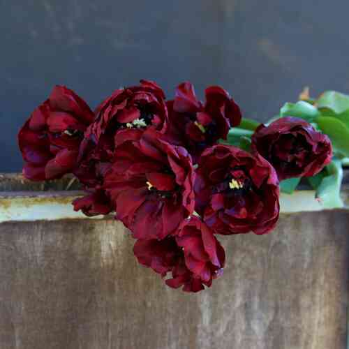 Tulppaani 'Palmyra'