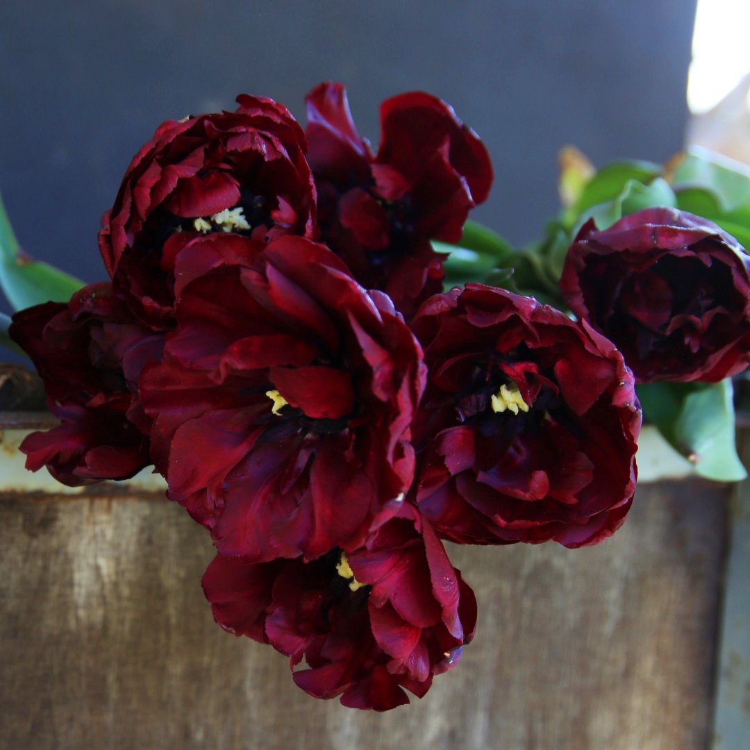 Tulpan 'Palmyra'