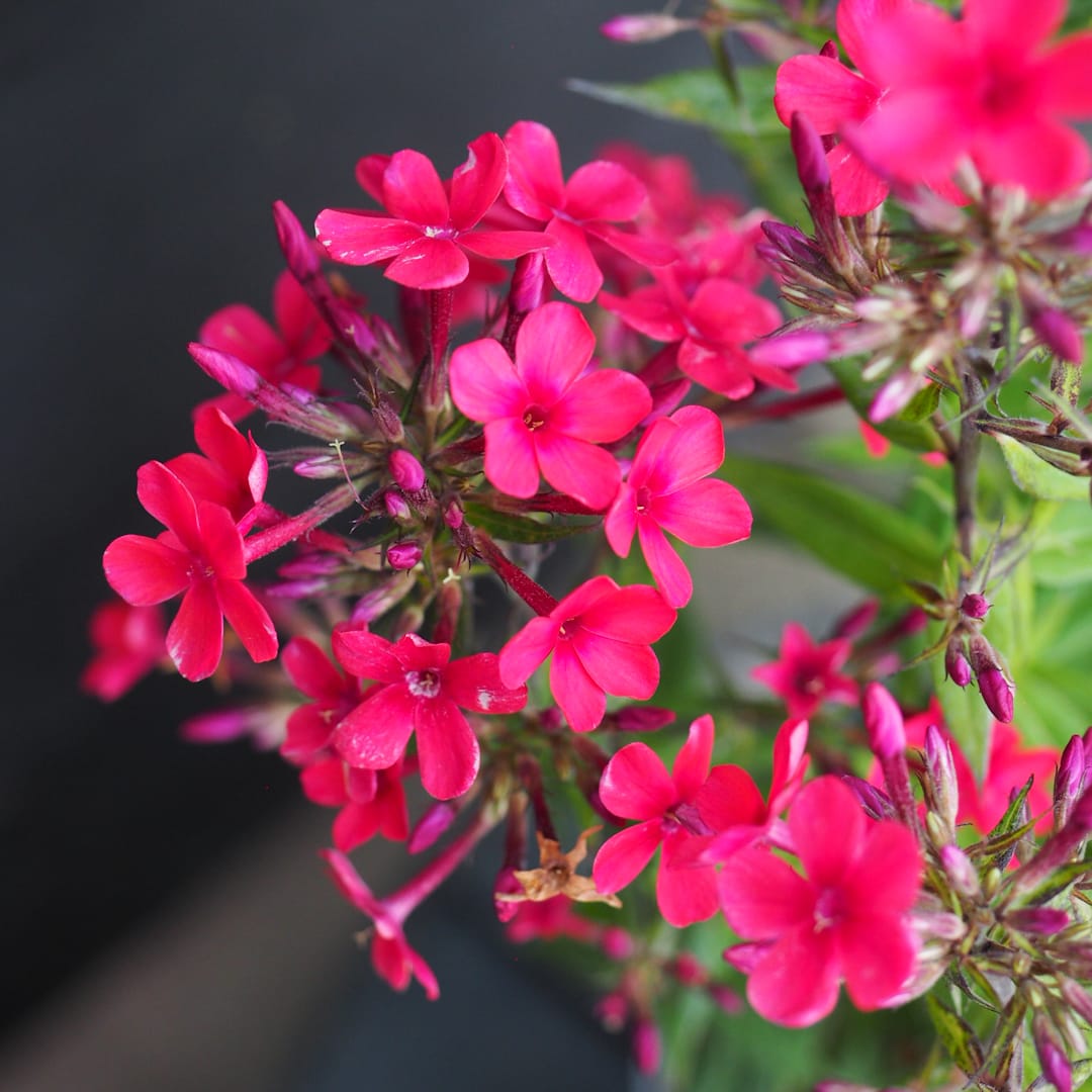 Syysleimu 'Early Red'