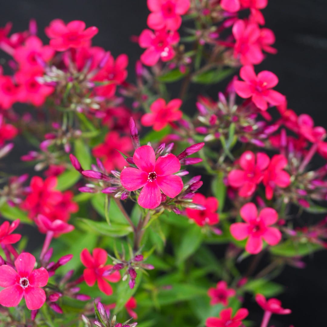 Syysleimu 'Early Red'