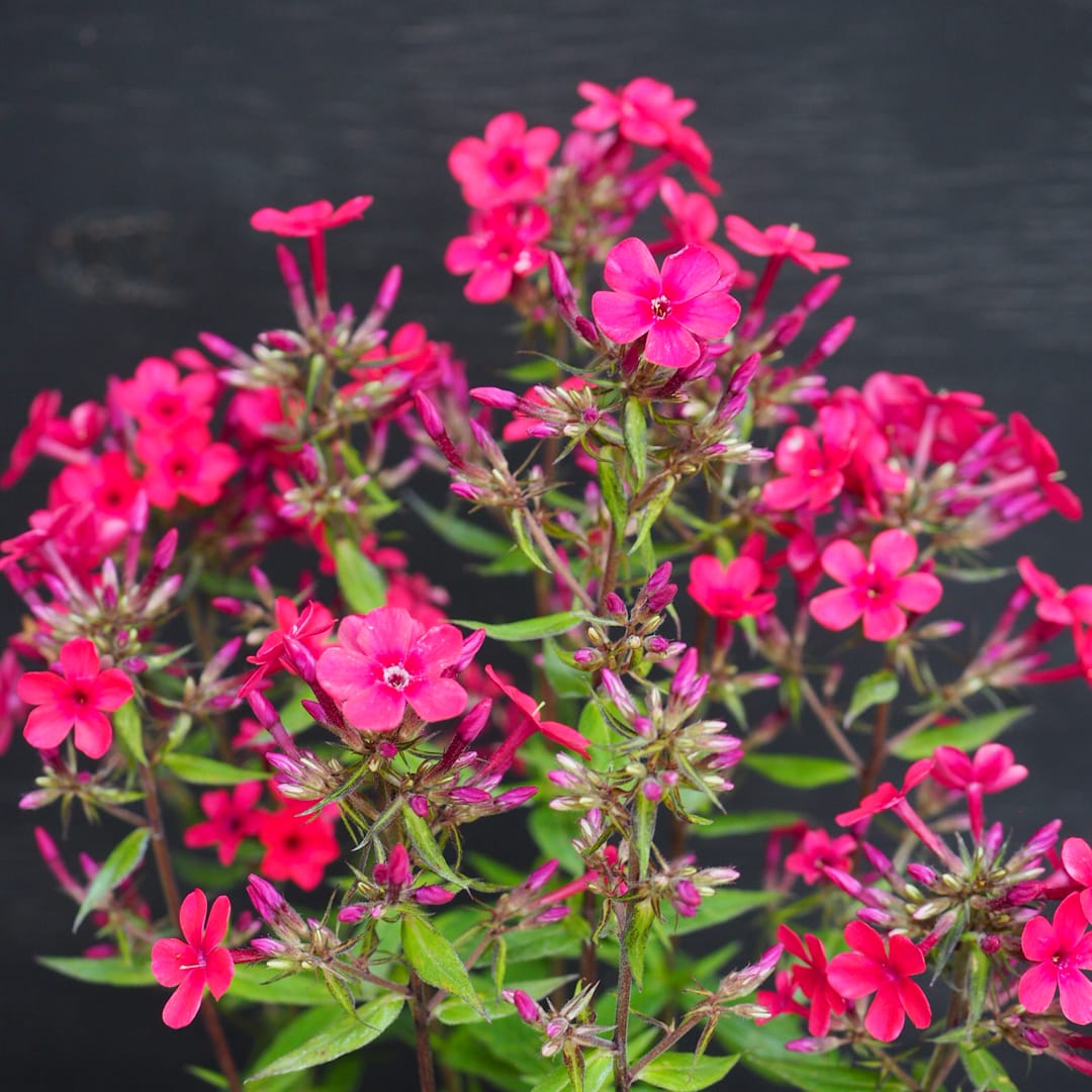 Syysleimu 'Early Red'