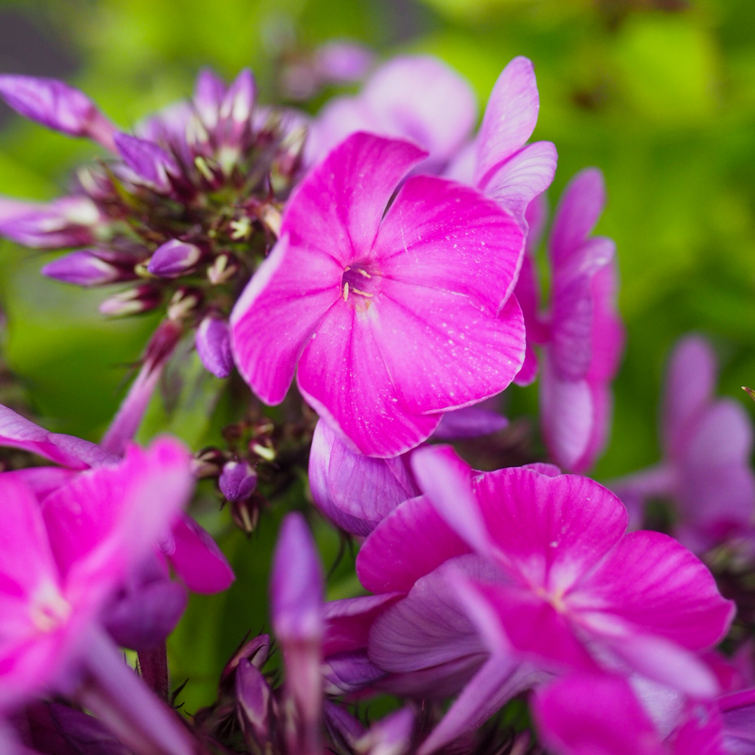 Syysleimu 'Famous Purple'