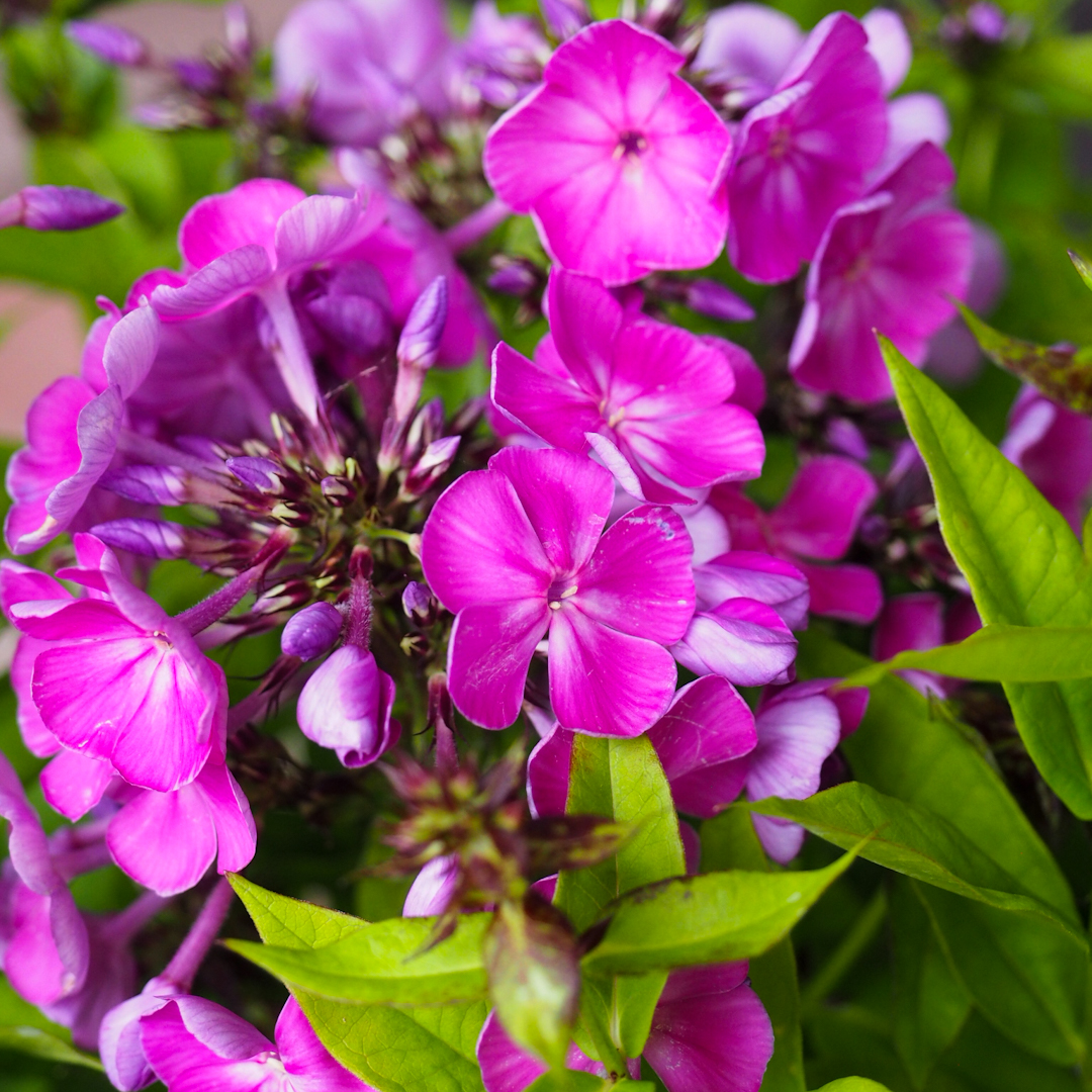 Syysleimu 'Famous Purple'