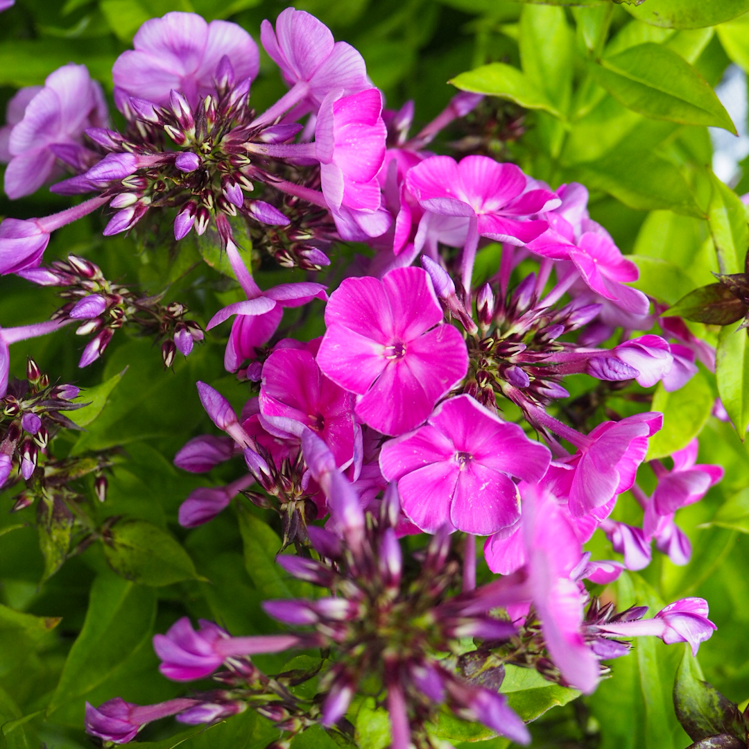 Syysleimu 'Famous Purple'