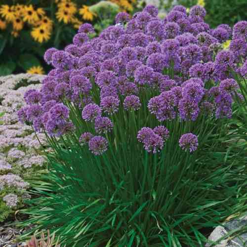 Laukka 'Millenium'