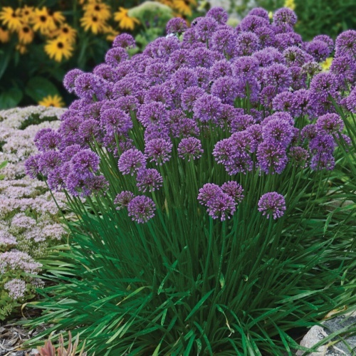 Laukka 'Millenium'