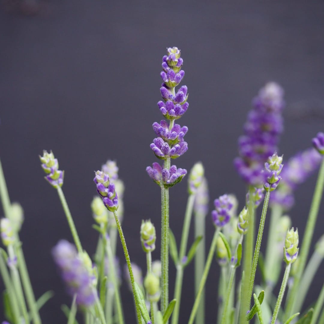 Tähkälaventeli 'Aromatico Blue'