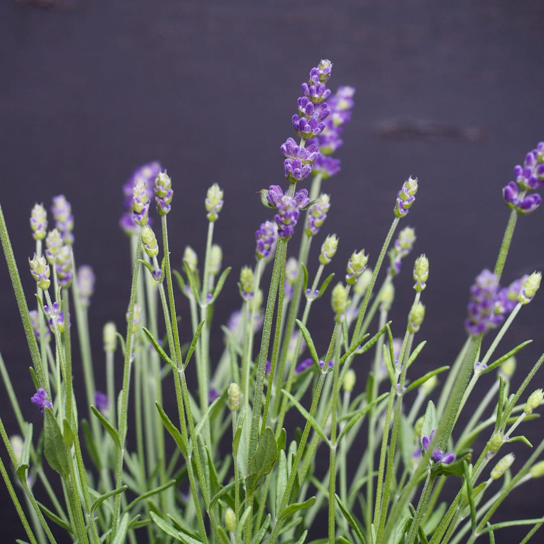 Tähkälaventeli 'Aromatico Blue'