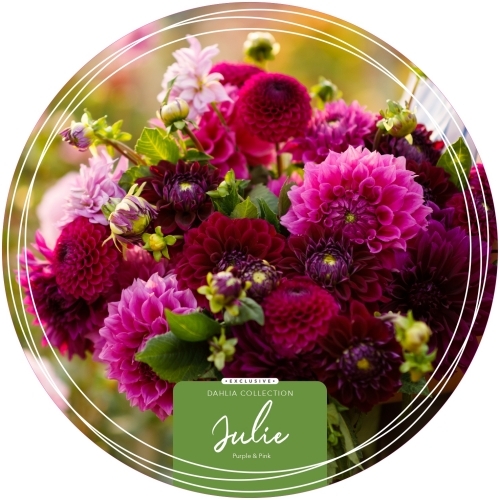 Dahlia Exclusive Collection 'Julie'
