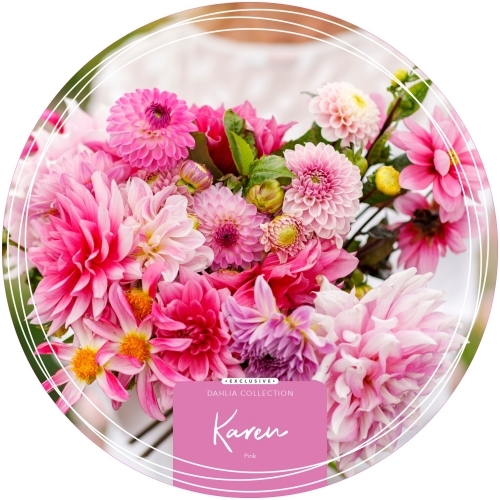 Dahlia Exclusive Collection 'Karen'