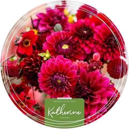 Daalia Exclusive Collection 'Katherine'