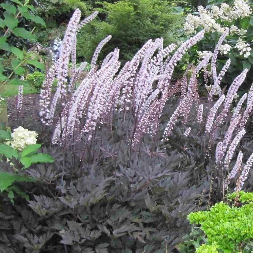 Syyskimikki 'Pink Spike'