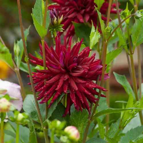 Kaktusdahlia 'Nuit d'Ete'