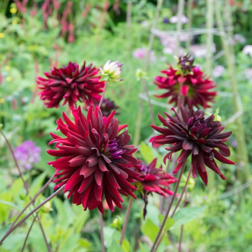 Kaktusdahlia 'Nuit d'Ete'
