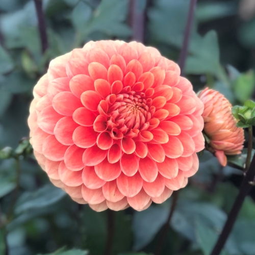 Bolldahlia 'Beatrice'