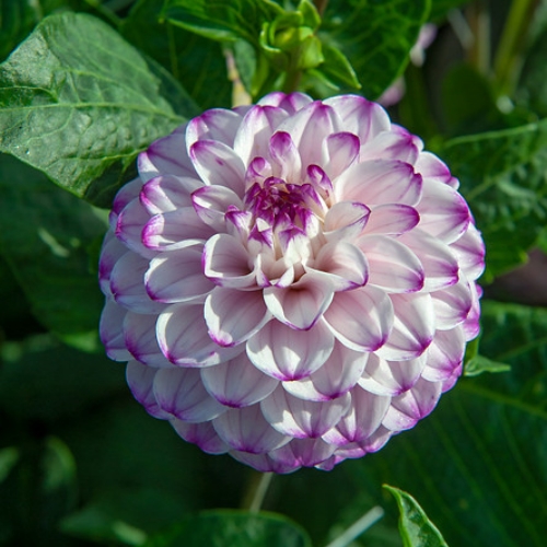 Bolldahlia 'Genova'